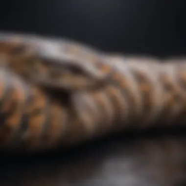 Mastering Python Algorithms Python Algorithm Mastery